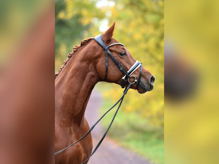 German Riding Pony Mare 5 years 14,2 hh Chestnut-Red in Kamern