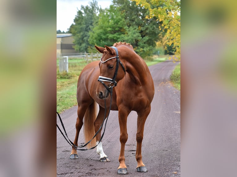 German Riding Pony Mare 5 years 14,2 hh Chestnut-Red in Kamern