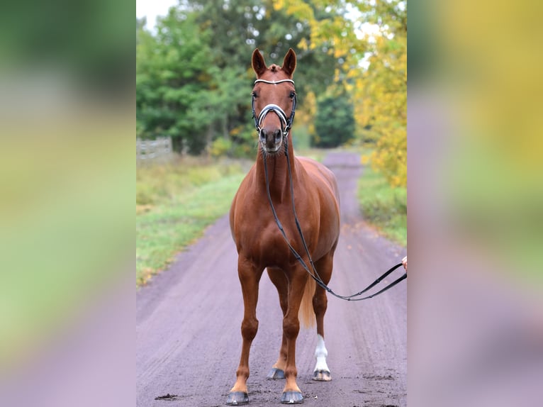 German Riding Pony Mare 5 years 14,2 hh Chestnut-Red in Kamern
