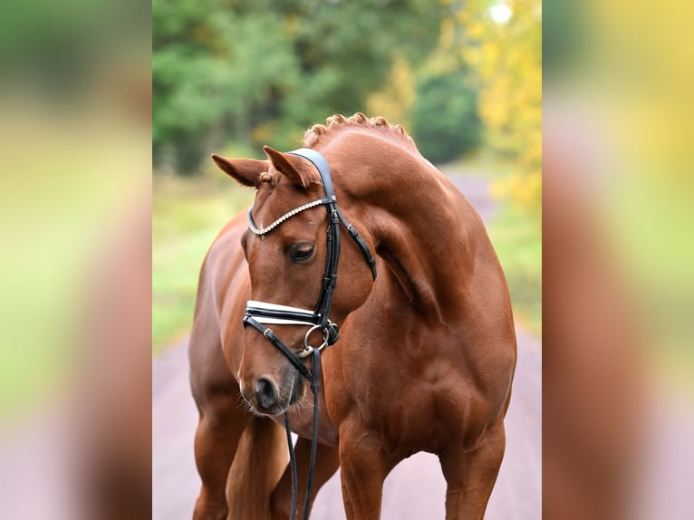 German Riding Pony Mare 5 years 14,2 hh Chestnut-Red in Kamern
