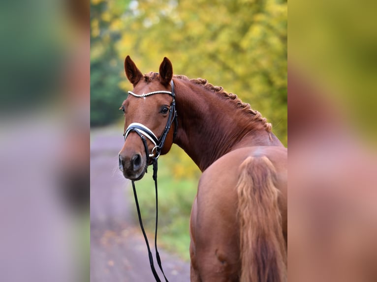 German Riding Pony Mare 5 years 14,2 hh Chestnut-Red in Kamern