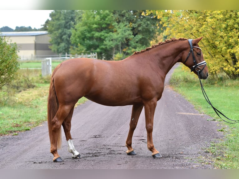 German Riding Pony Mare 5 years 14,2 hh Chestnut-Red in Kamern