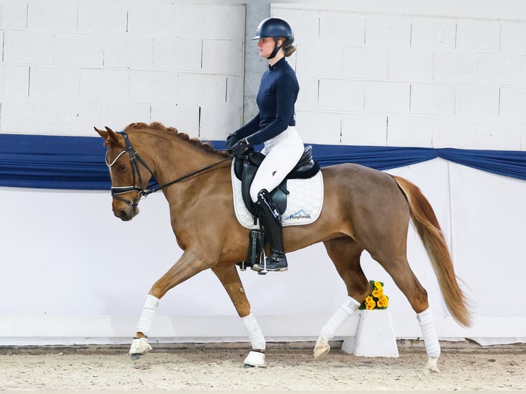 German Riding Pony Mare 5 years 14,2 hh Chestnut-Red in Marsberg