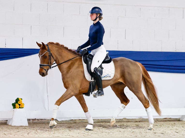 German Riding Pony Mare 5 years 14,2 hh Chestnut-Red in Marsberg