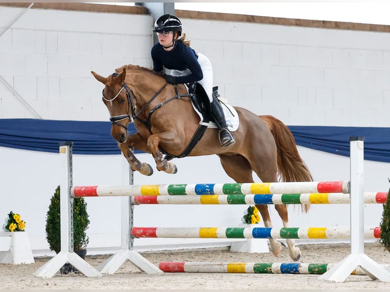 German Riding Pony Mare 5 years 14,2 hh Chestnut-Red in Marsberg