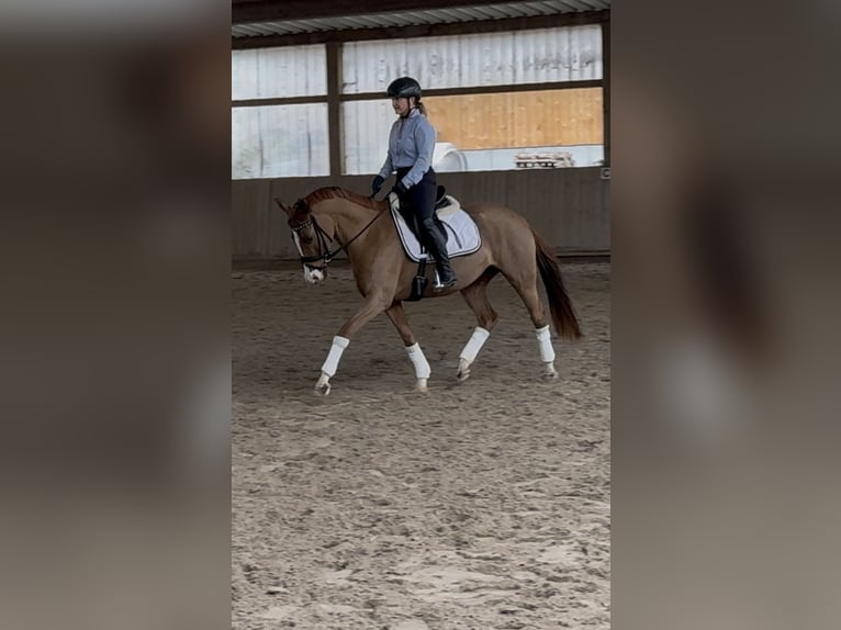 German Riding Pony Mare 5 years 14,2 hh Chestnut-Red in Langenselbold