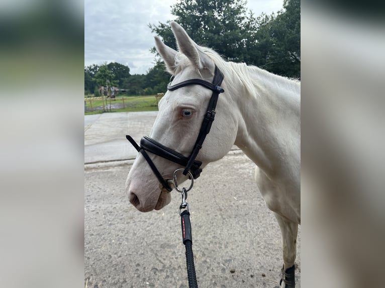 German Riding Pony Mare 5 years 14,2 hh Cremello in Hamburg