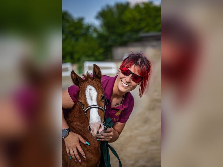 German Riding Pony Mare 5 years 14,2 hh in Wegeleben