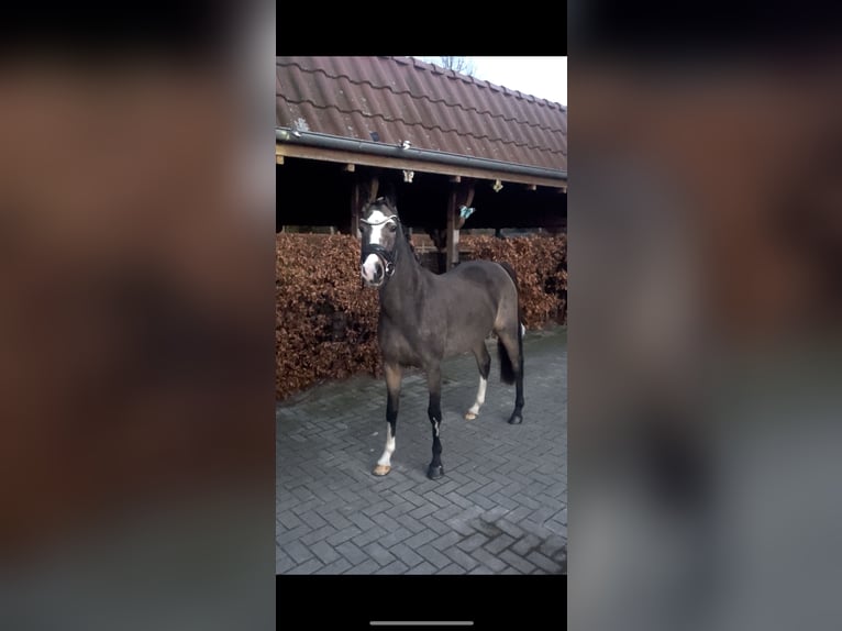 German Riding Pony Mare 5 years 14,2 hh Dun in Rastede