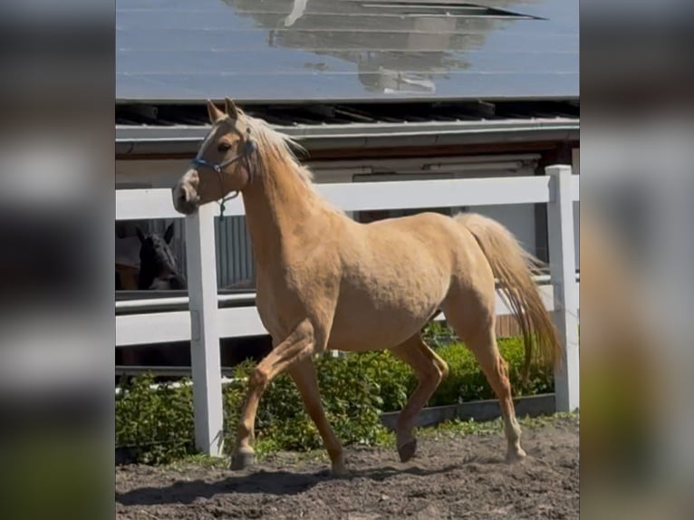 German Riding Pony Mare 5 years 14,2 hh Palomino in Nersingen
