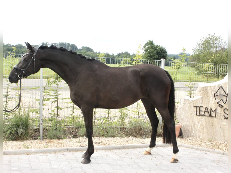German Riding Pony Mare 5 years 14,3 hh Black in Ebenweiler