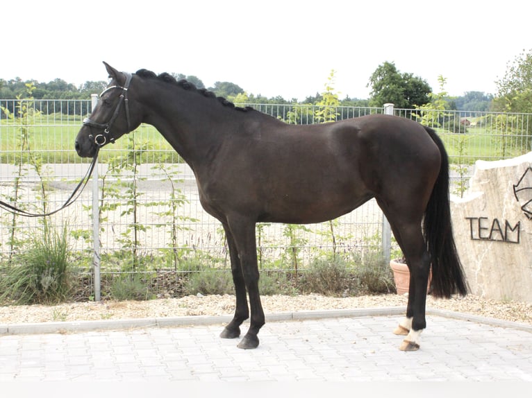 German Riding Pony Mare 5 years 14,3 hh Black in Ebenweiler