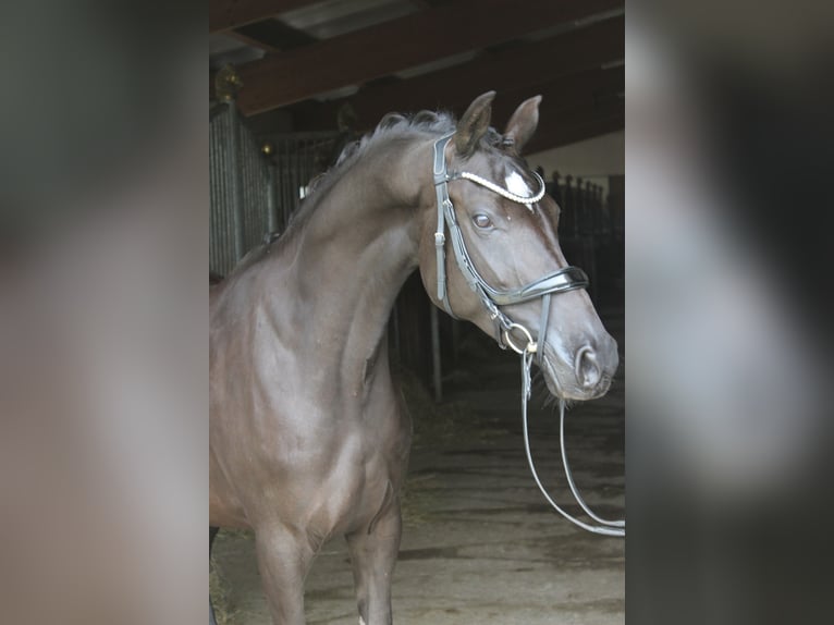 German Riding Pony Mare 5 years 14,3 hh Black in Ebenweiler
