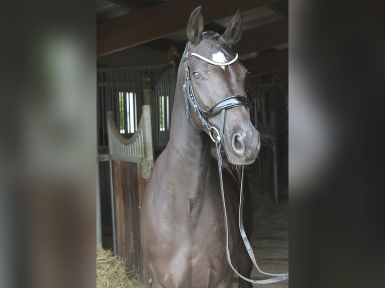 German Riding Pony Mare 5 years 14,3 hh Black in Ebenweiler