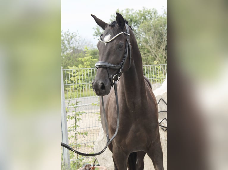 German Riding Pony Mare 5 years 14,3 hh Black in Ebenweiler