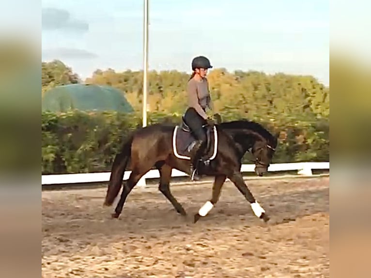 German Riding Pony Mare 5 years 14,3 hh Brown in Moisburg