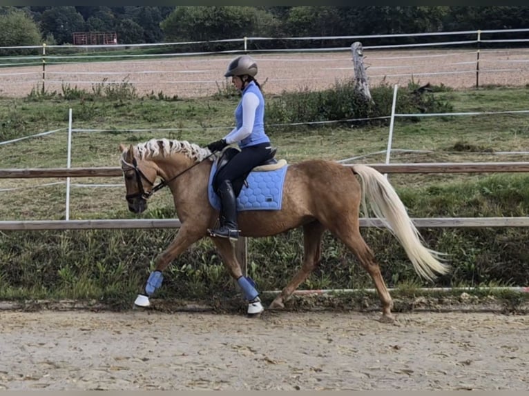 German Riding Pony Mare 5 years 14,3 hh Palomino in Uslar/F&#xFC;rstenhagen
