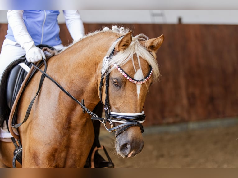 German Riding Pony Mare 5 years 14,3 hh Palomino in Uslar/F&#xFC;rstenhagen