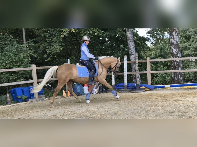 German Riding Pony Mare 5 years 14,3 hh Palomino in Uslar/F&#xFC;rstenhagen