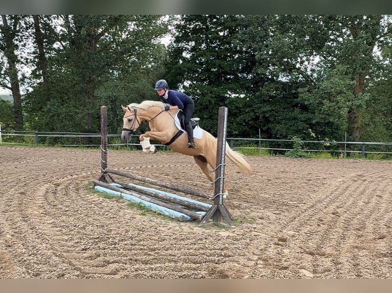 German Riding Pony Mare 5 years 14,3 hh Palomino in Rostock