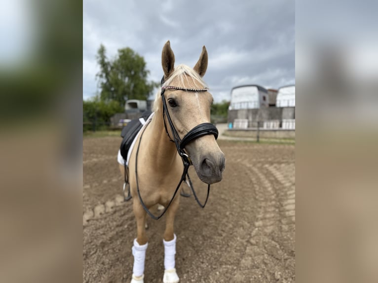 German Riding Pony Mare 5 years 14,3 hh Palomino in Rostock