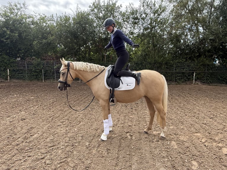 German Riding Pony Mare 5 years 14,3 hh Palomino in Rostock