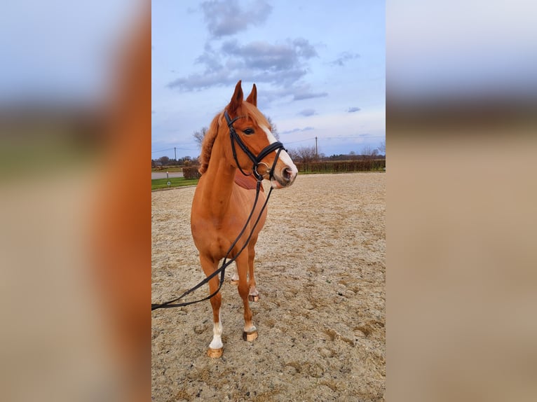 German Riding Pony Mare 5 years 15.1 hh Chestnut-Red in Frelsdorf
