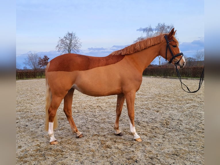 German Riding Pony Mare 5 years 15.1 hh Chestnut-Red in Frelsdorf