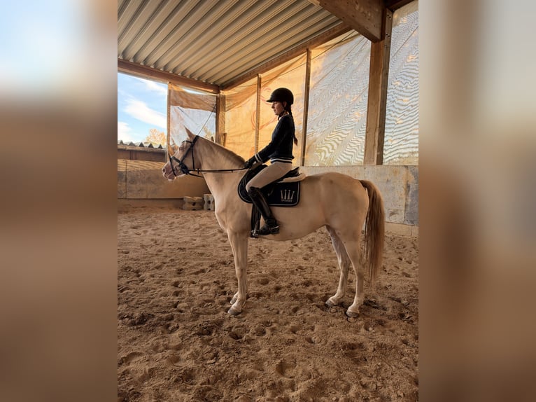 German Riding Pony Mare 5 years 15.1 hh Perlino in Nersingen