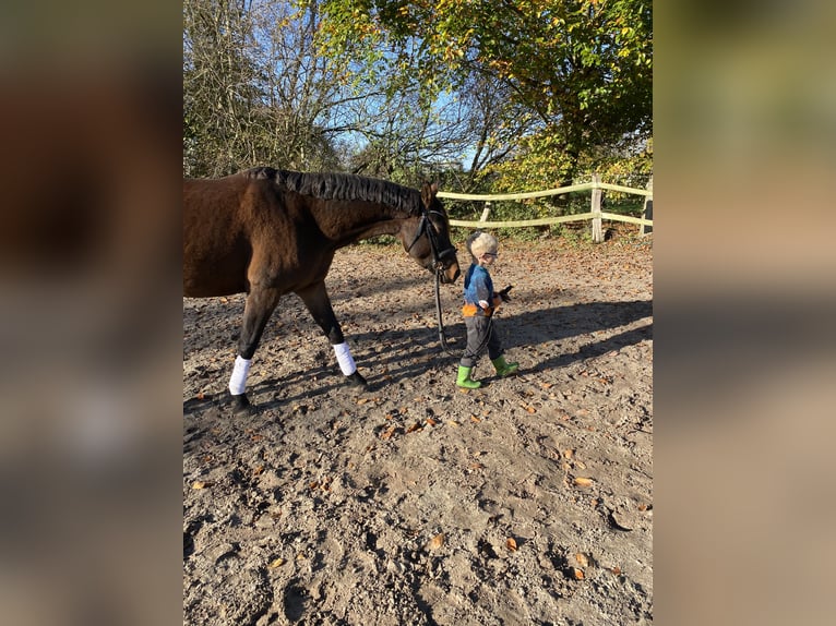 German Riding Pony Mare 5 years 15 hh Bay-Dark in Großheide