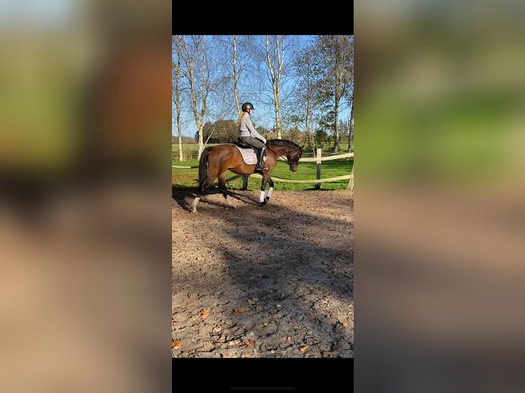 German Riding Pony Mare 5 years 15 hh Bay-Dark in Großheide