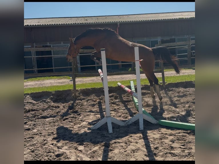 German Riding Pony Mare 5 years 15 hh Brown in Seeth-Ekholt German Riding Pony Mare 5 years 15 hh Brown in Seeth-Ekholt