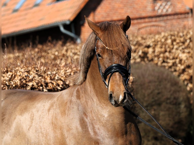 German Riding Pony Mare 5 years 15 hh Chestnut in Rehburg-Loccum Münchehagen