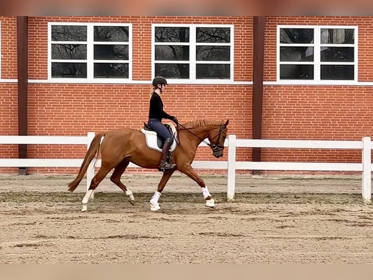 German Riding Pony Mare 5 years 15 hh Chestnut-Red in Lilienthal
