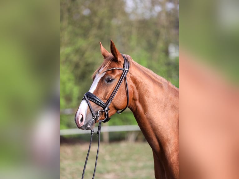 German Riding Pony Mare 5 years 15 hh Chestnut-Red in Lilienthal