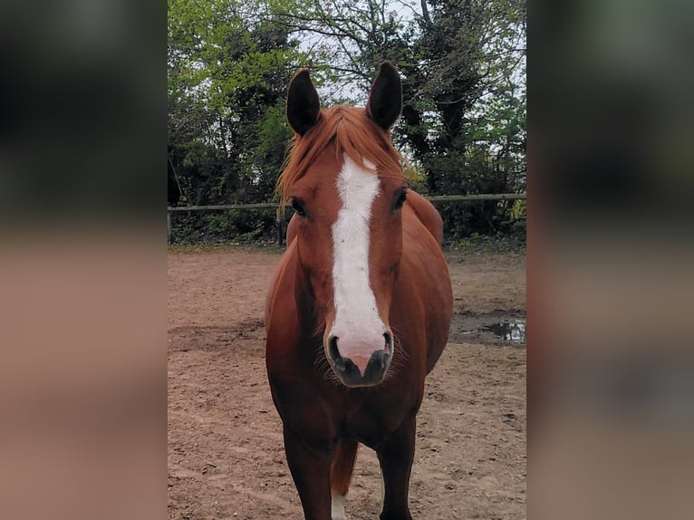 German Riding Pony Mare 5 years 15,1 hh Chestnut-Red in Bingen am Rhein