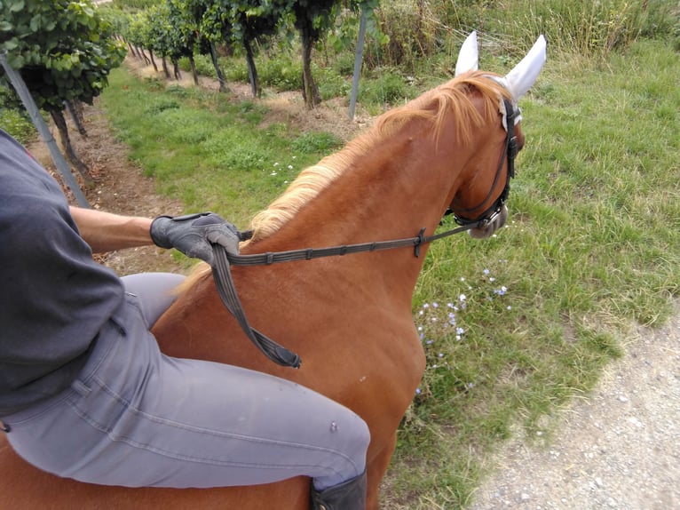 German Riding Pony Mare 5 years 15,1 hh Chestnut-Red in Bingen am Rhein