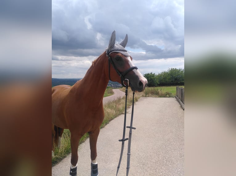 German Riding Pony Mare 5 years 15,1 hh Chestnut-Red in Bingen am Rhein