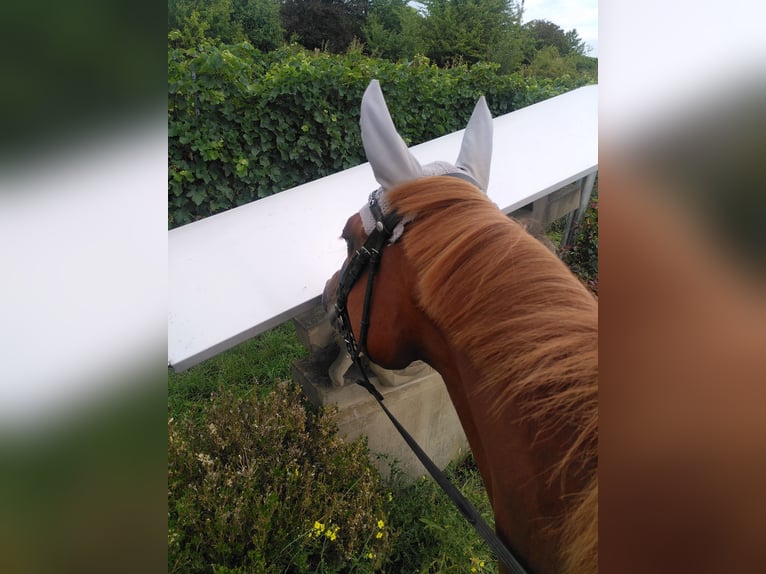 German Riding Pony Mare 5 years 15,1 hh Chestnut-Red in Bingen am Rhein
