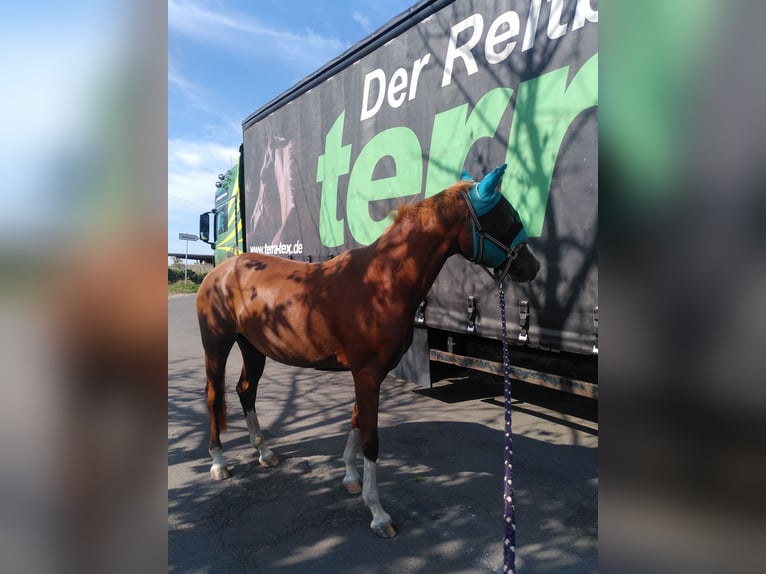 German Riding Pony Mare 5 years 15,1 hh Chestnut-Red in Bingen am Rhein