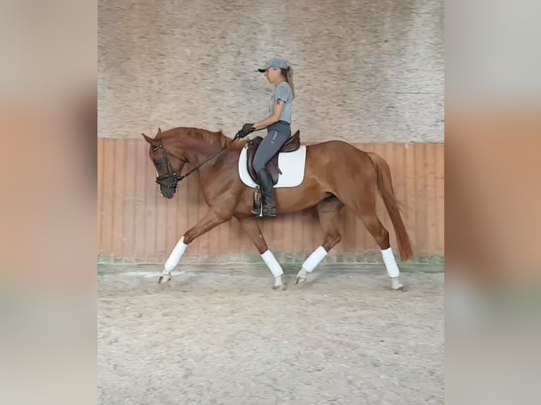 German Riding Pony Mare 5 years 15,1 hh Chestnut-Red in Bingen am Rhein