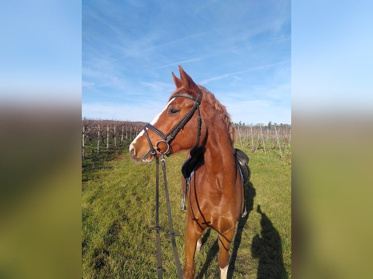German Riding Pony Mare 5 years 15,1 hh Chestnut-Red in Bingen am Rhein