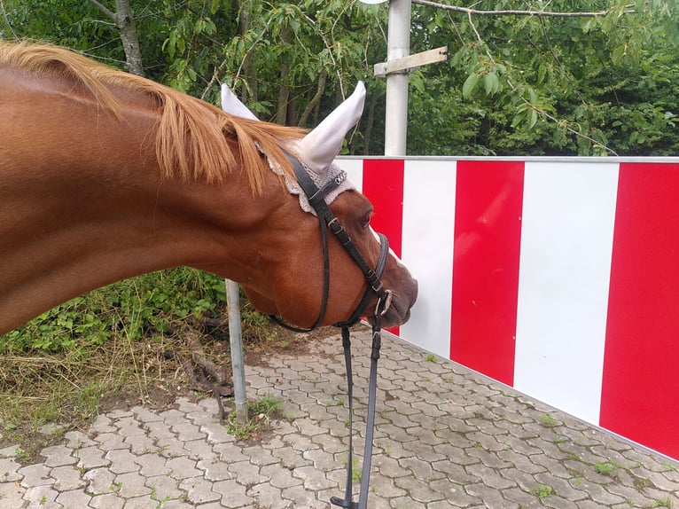 German Riding Pony Mare 5 years 15,1 hh Chestnut-Red in Bingen am Rhein