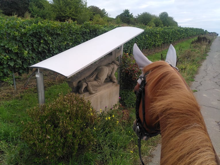German Riding Pony Mare 5 years 15,1 hh Chestnut-Red in Bingen am Rhein