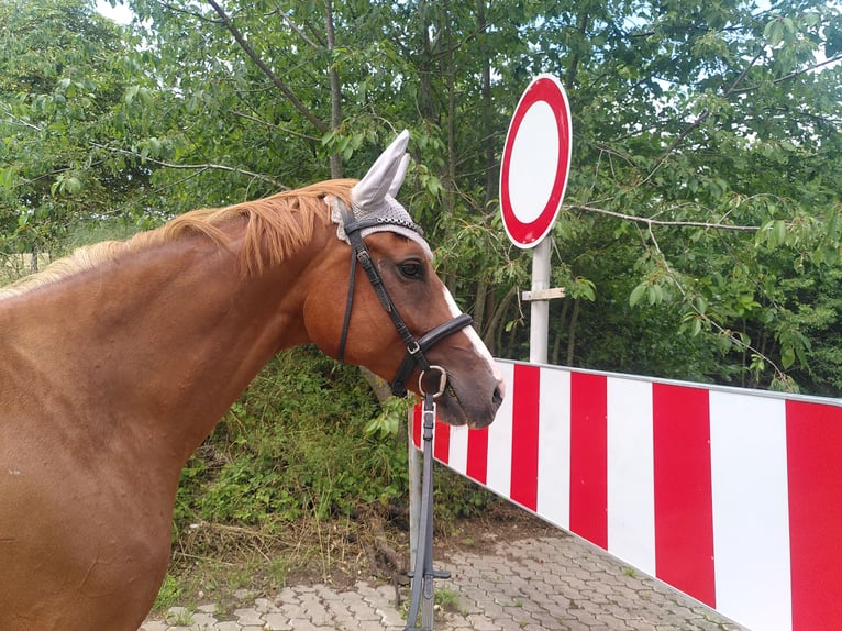 German Riding Pony Mare 5 years 15,1 hh Chestnut-Red in Bingen am Rhein