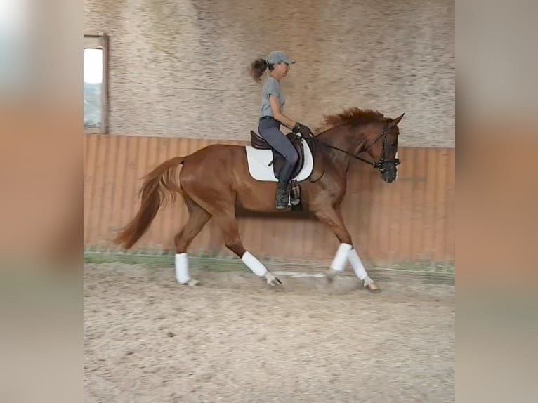 German Riding Pony Mare 5 years 15,1 hh Chestnut-Red in Bingen am Rhein