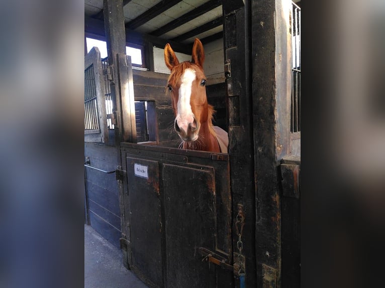 German Riding Pony Mare 5 years 15,1 hh Chestnut-Red in Bingen am Rhein