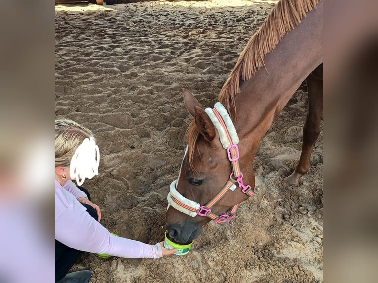 German Riding Pony Mare 5 years 15,1 hh Chestnut-Red in Extertal