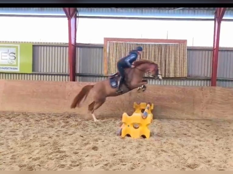 German Riding Pony Mare 5 years 15,1 hh Chestnut-Red in Wildeshausen