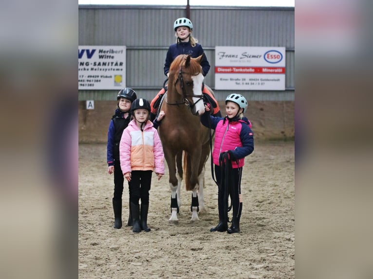 German Riding Pony Mare 5 years 15,1 hh Chestnut-Red in Wildeshausen